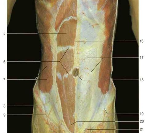 Abdomen 4 Diagram Quizlet