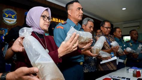 KKP Lepas 200 Ribu Benih Lobster Hasil Sitaan Di Laut Natuna Kumparan