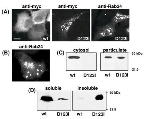 Subcellular Distribution Of Wild Type And Mutant Rab24 Expressed In 293