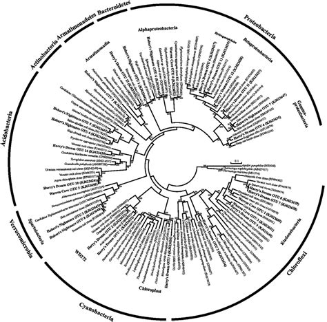 Phylogenetic Tree Of The Small Subunit Ssu Ribosomal Rna Genes Of