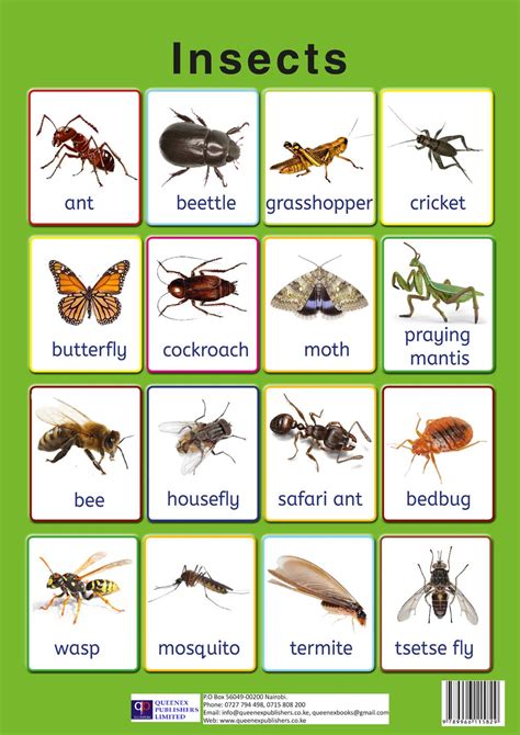 List Of Insects