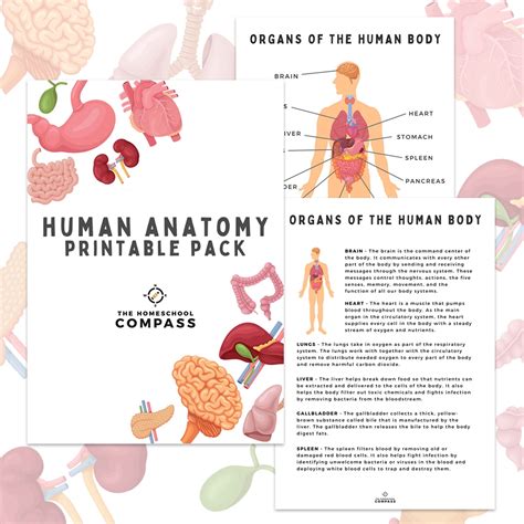 Free Printable Human Anatomy - Printable Worksheets 