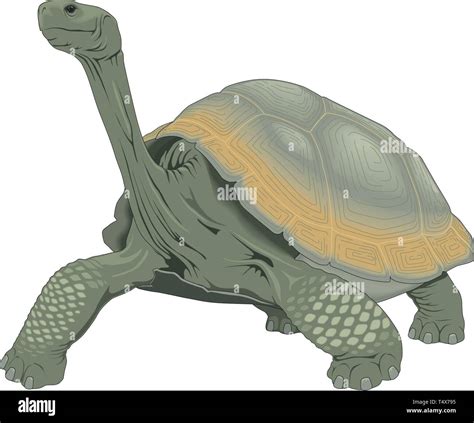 Tortugas Islas De Galapagos Im Genes Vectoriales De Stock Alamy