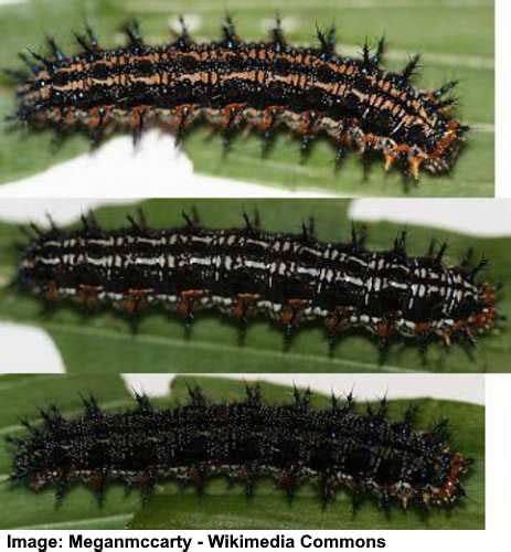 21 Types Of Arizona Caterpillars With Pictures Identification Guide