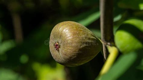 Un Fruto Maduro Dulce De Fig Ficus Carica N Crece En Rama De Rbol