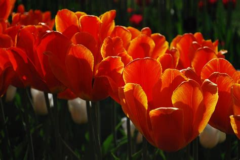 Free Images Nature Flower Petal Bloom Tulip Spring Red Natural