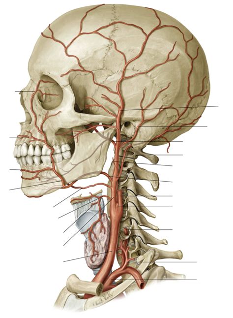 External Carotid Artery And Branches Diagram Quizlet