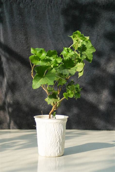 Hedera Helix Cristata Ivy Plant Stock Photo Image Of Greenery