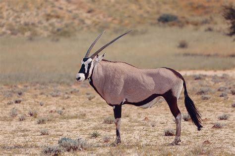 Gemsbok Oryx Gazella In Kalahari Photograph By Artush Foto Fine Art