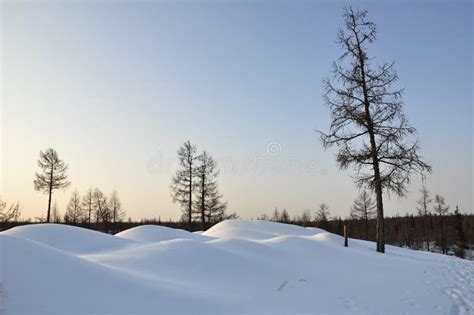 Old Fir Forest Naked Trees Stock Image Image Of Nature