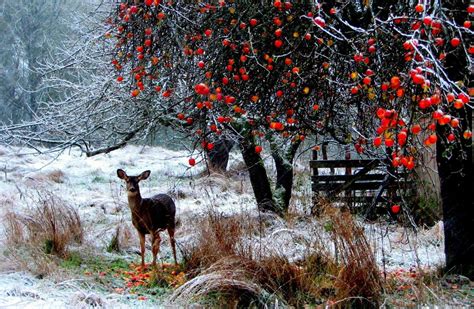 Animales cuando llega el invierno rompecabezas en línea