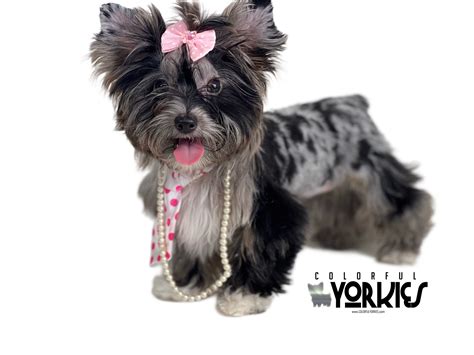 Belle is available at www.ColorfulYorkies.com your puppyspot to find