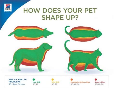 Maintaining Healthy Body Weight For Dogs And Cats