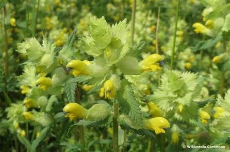 26 Heimische Gelbe Wiesenblumen Mit Bild