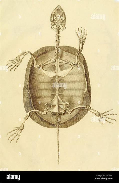 turtle anatomy Stock Photo: 211736404 - Alamy