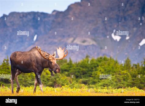 A Bull Moose In Rut Walking In A Wooded Area Near Powerline Pass In