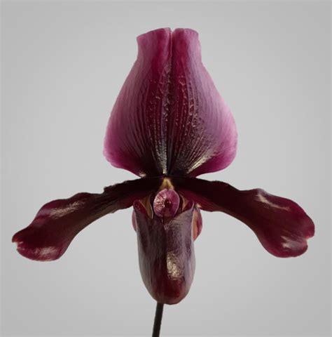 Paphiopedilum Maudiae Vinicolor Black Jack R Orchids