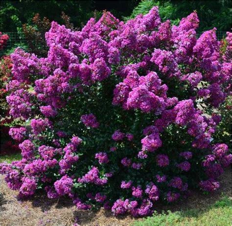 Crepe Myrtle Midnight Magic Lagerstroemia Indica Purple Magic Ppaf