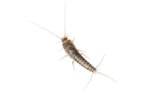 silverfish - Lepisma saccharina