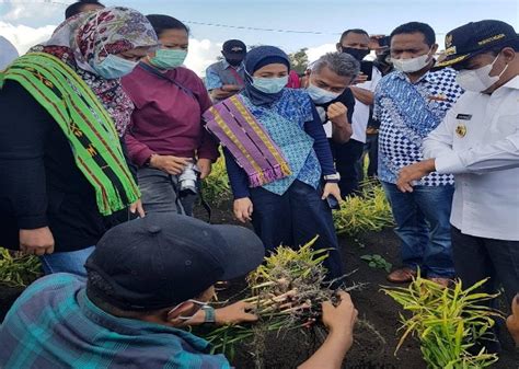 Dukungan Pengembangan Komoditas Unggulan Hortikultura Dan Ekosistem