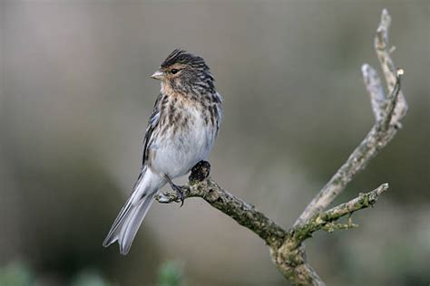 90+ Twite Bird Stock Photos, Pictures & Royalty-Free Images - iStock