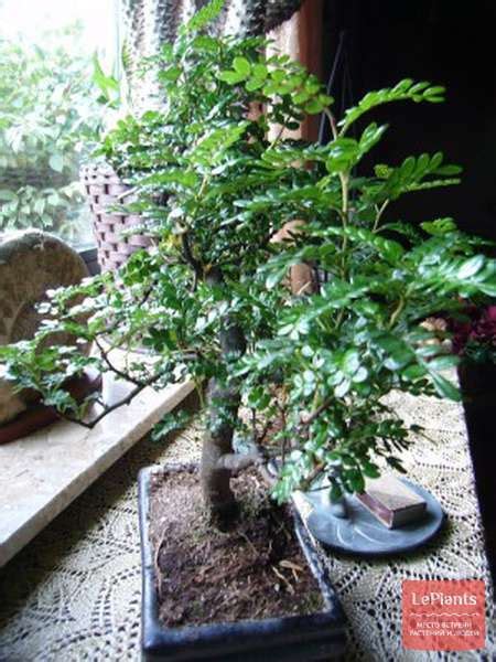 Зантоксилум (Zanthoxylum) — описание, выращивание, фото | на LePlants.ru