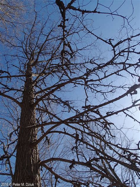 Ulmus thomasii (Rock Elm): Minnesota Wildflowers
