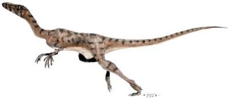 Micropachycephalosaurus Pictures And Facts The Dinosaur Database