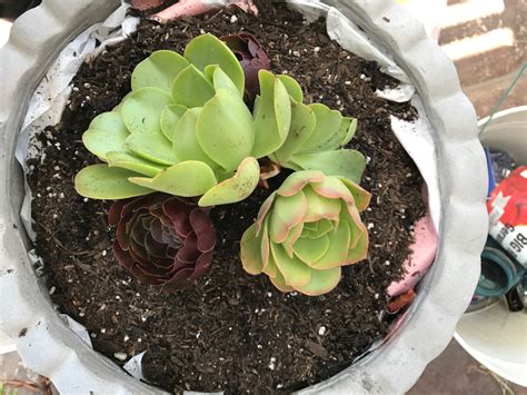 DIY Succulent Container Garden - My Uncommon Slice of Suburbia