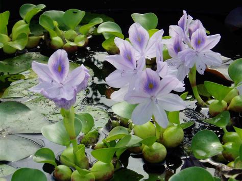 EICHORNIA Crassipes Jacinthe D Eau Filtrante Bassin Le Jardin D Eau