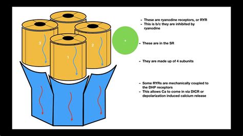 Excitation Contraction Coupling In Skeletal Muscle Youtube