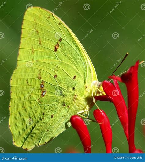 Yellow sulfur butterfly stock image. Image of perching - 4296517