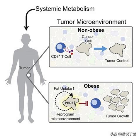 高脂肪飲食會增加患癌風險？科學家：癌細胞在和t細胞搶食物 每日頭條