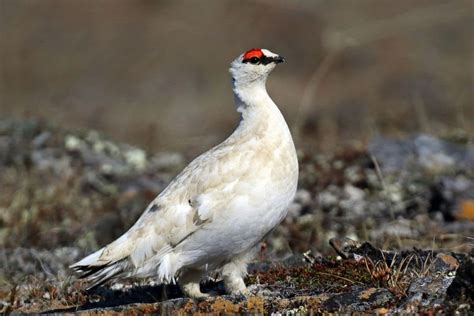 Vogel Mit Rotem Kopf Entdeckt Welcher Ist Es Gartenrat De