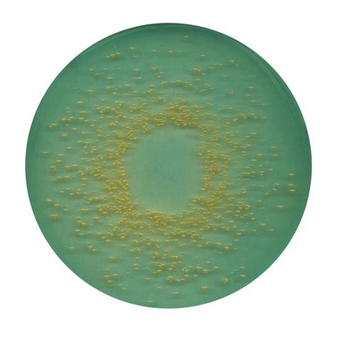 CLED Agar Môi trường cystine Lactose Electrolyte Deficient Bimetech