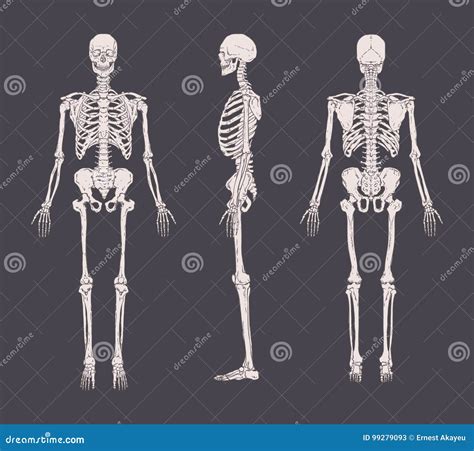 realistic skeletons 6