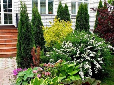 Самые красивые кустарники для дачи фото и названия