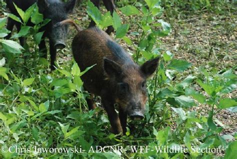 Wild Hogs In Tennessee