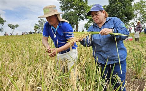 Presentan A Productores Nueva Variedad De Arroz Secano INTA Nacional