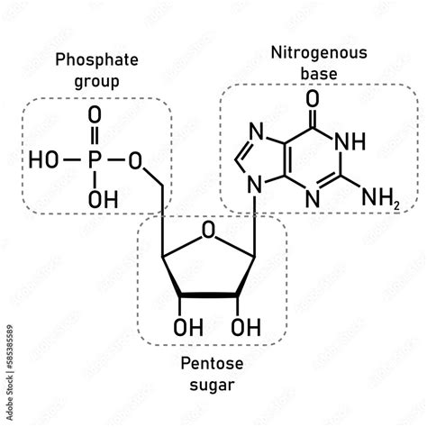 Chemical Structure Of Dna Nucleotide Three Parts Of A Nucleotide