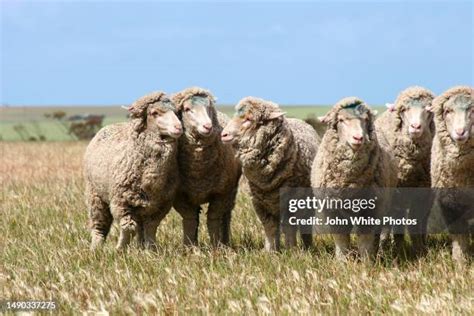 australian wool   premium high res pictures getty images