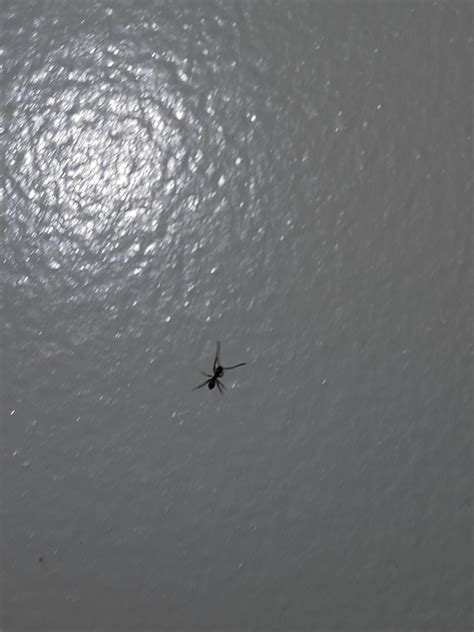 Can someone identify these ants? : r/ants