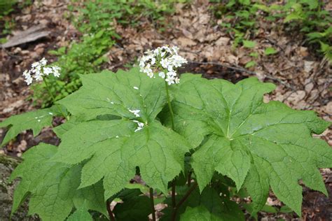 Diphylleia cymosa (Umbrella-leaf) - FSUS
