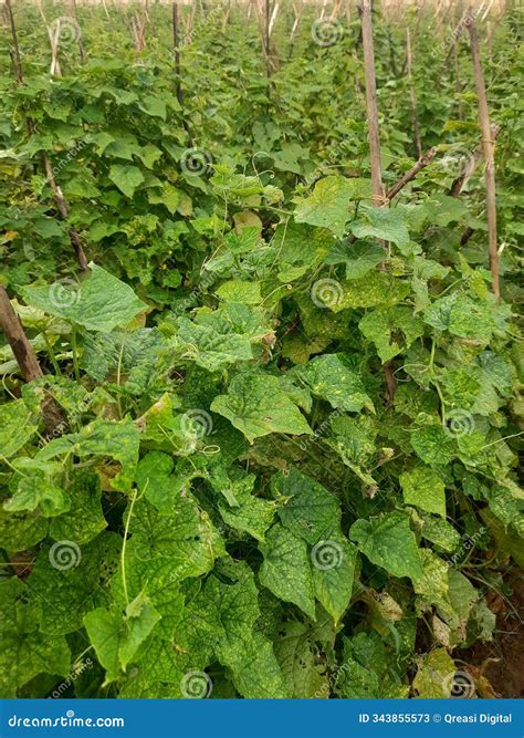 Cucumber Plants Whose Leaves Start To Turn Yellow Appear Spots and Look