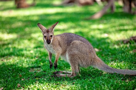 Kangaroos and Wallabies at the Santuary, Queensland, Australia Stock ...