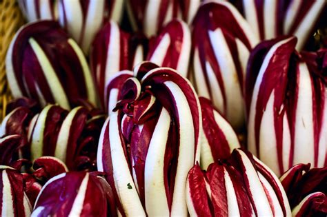 Radicchio Di Treviso Tardivo Fuori Di Campo