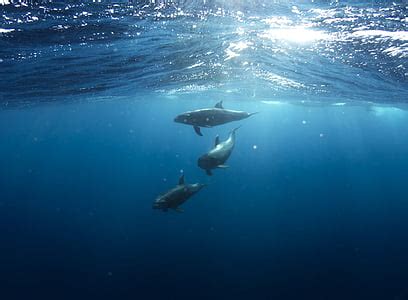 photo dolphin animal sea water ocean marine jumping hippopx