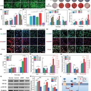 In Vivo Osteogenesis Capability Of MgO2 PLGA Scaffolds A Schematic