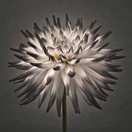 Dahlia flower black and white - Wallpaper