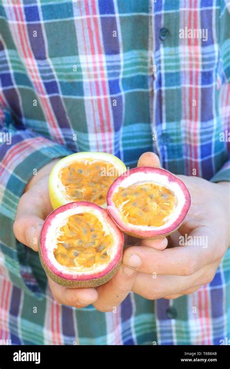 Portugal Madeira Island Ponta Do Sol Different Varieties Of Passion Fruit Passiflora Edulis